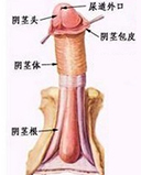 龟头炎